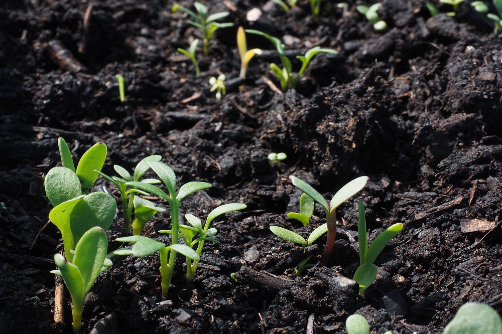 Optimaal inzetten op compost voor een vruchtbare en weerbare bodem