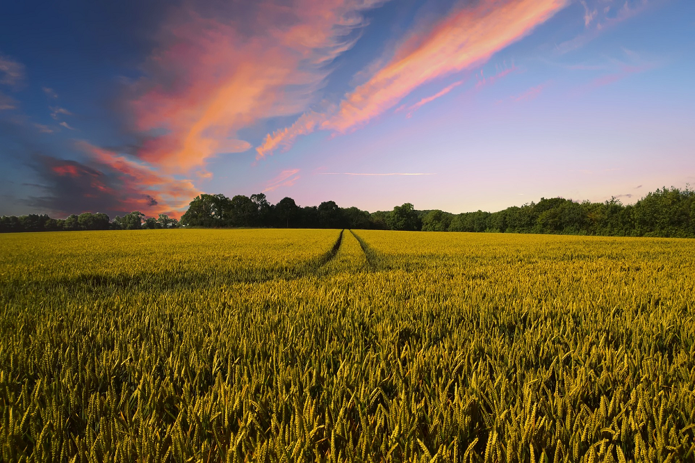 ILVO wint met zijn “Digitale klimaatscan voor landbouwers” de Digital Society Award van Agoria in de categorie DUURZAAMHEID