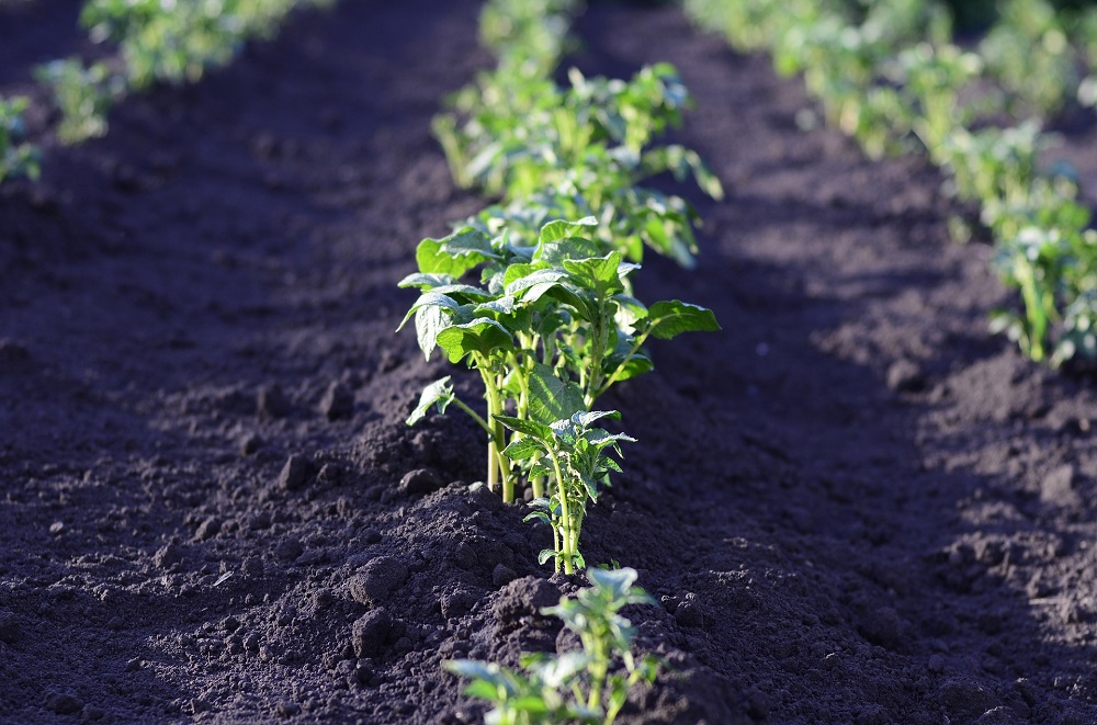 Nieuwe en aangepaste retributies plantaardig teeltmateriaal