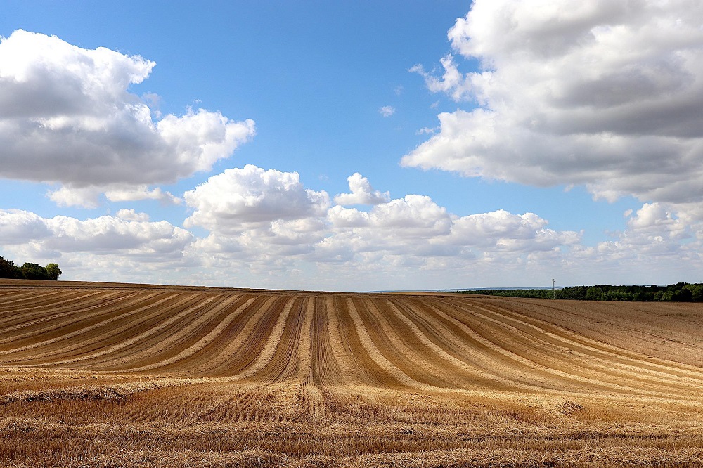 Stijgende export stuwt agrohandelsoverschot naar record