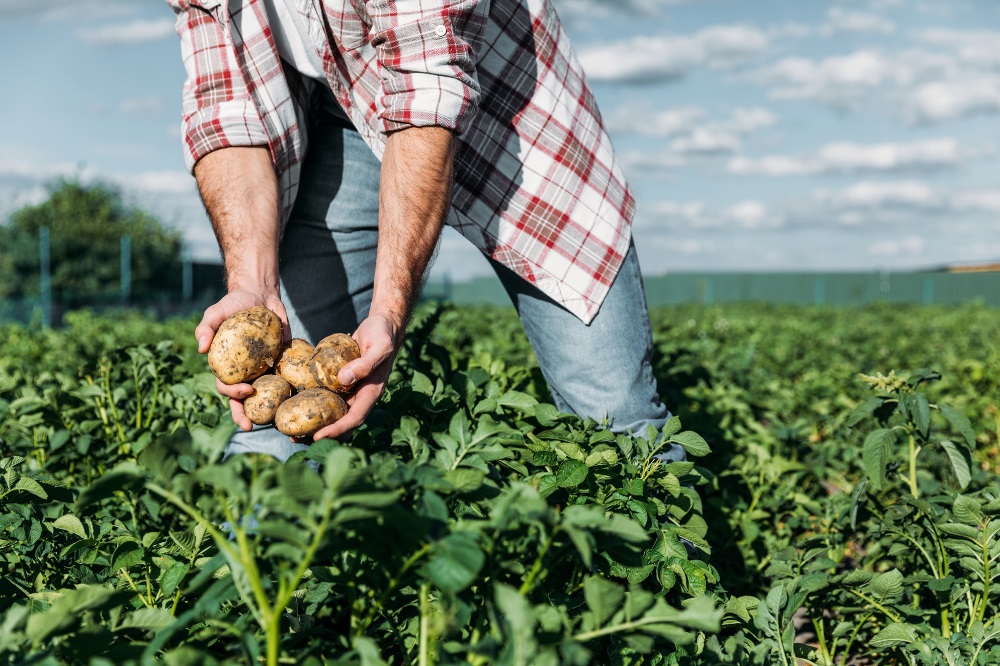 Ketenkwesties: Inzicht in de route van de aardappel