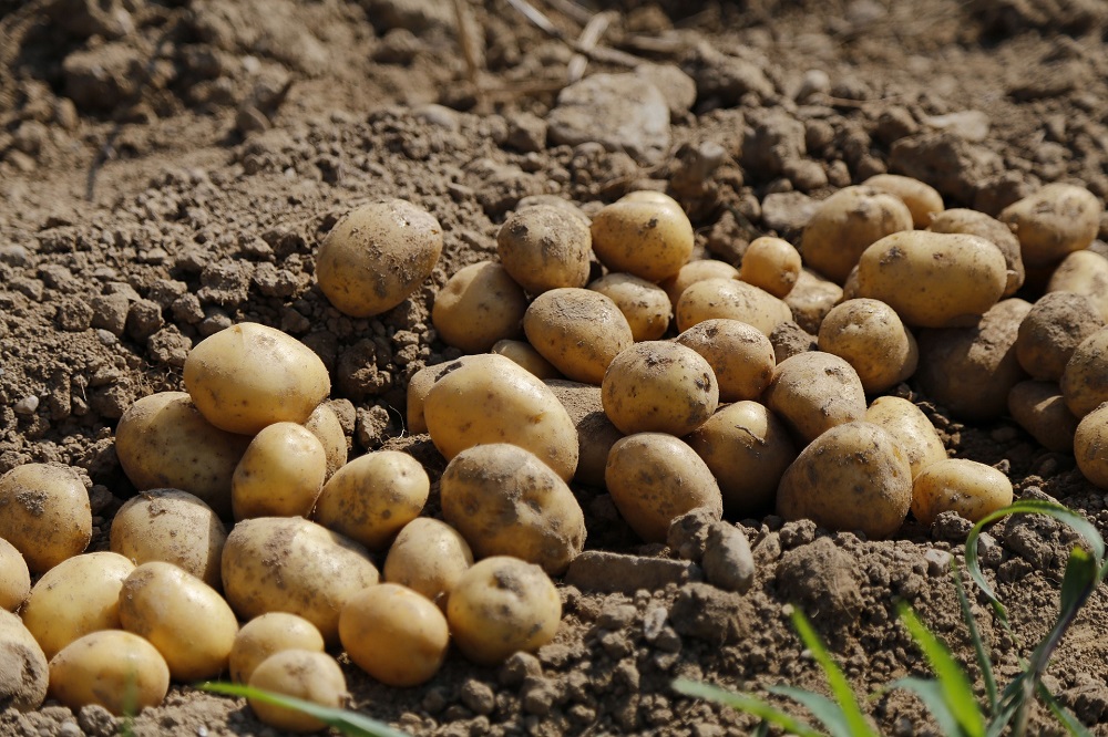 48,3 miljoen ton aardappelen geoogst in 2023