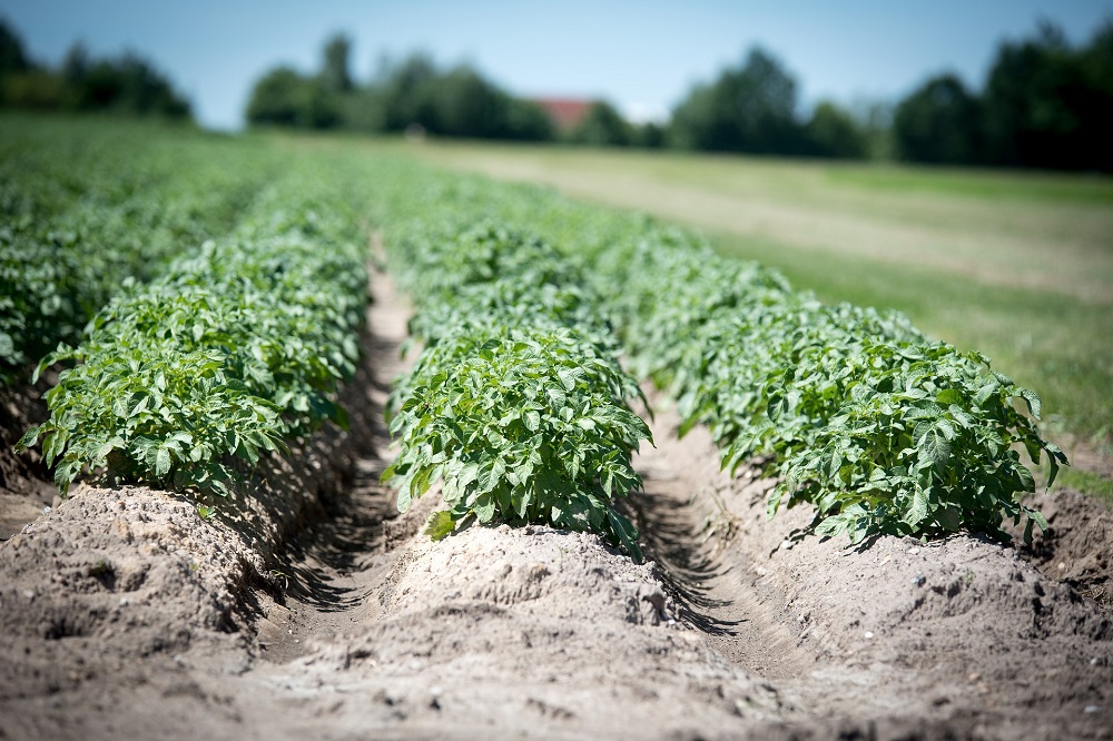 Inzaaidatum vanggewassen voor uien, mais en late aardappelen verlengd