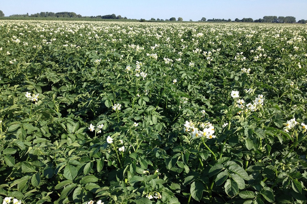 Aardappelcystenaaltjes aanpakken met ICM