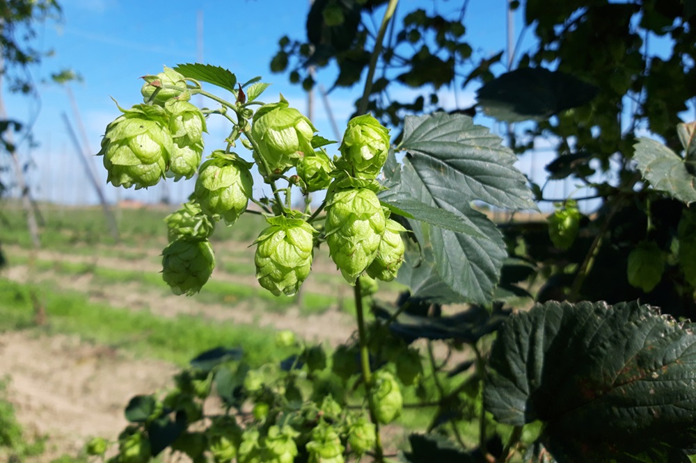 Innovatieve oplossingen voor hopteelt in tijden van klimaatverandering