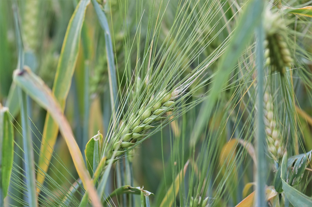 Ontwikkeling van innovatieve tools voor doeltreffende biocontrole