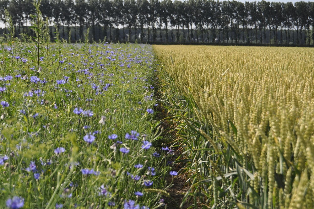 Evaluatie en ontwikkeling van klimaatbestendige bio-insecticiden voor duurzame landbouw 