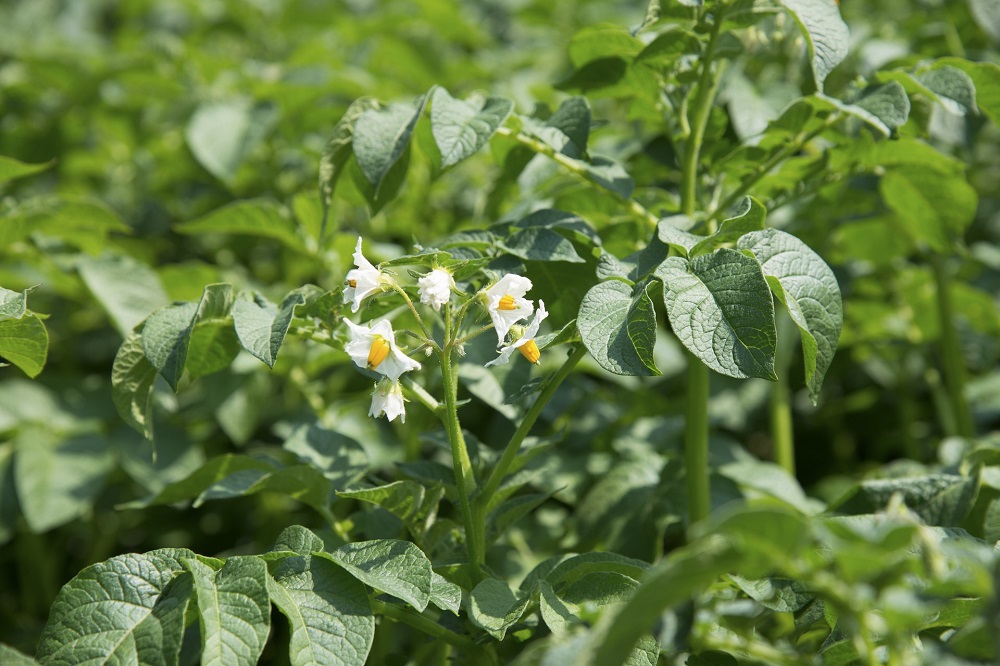 NEPG verwacht groei van het aardappelareaal in 2025